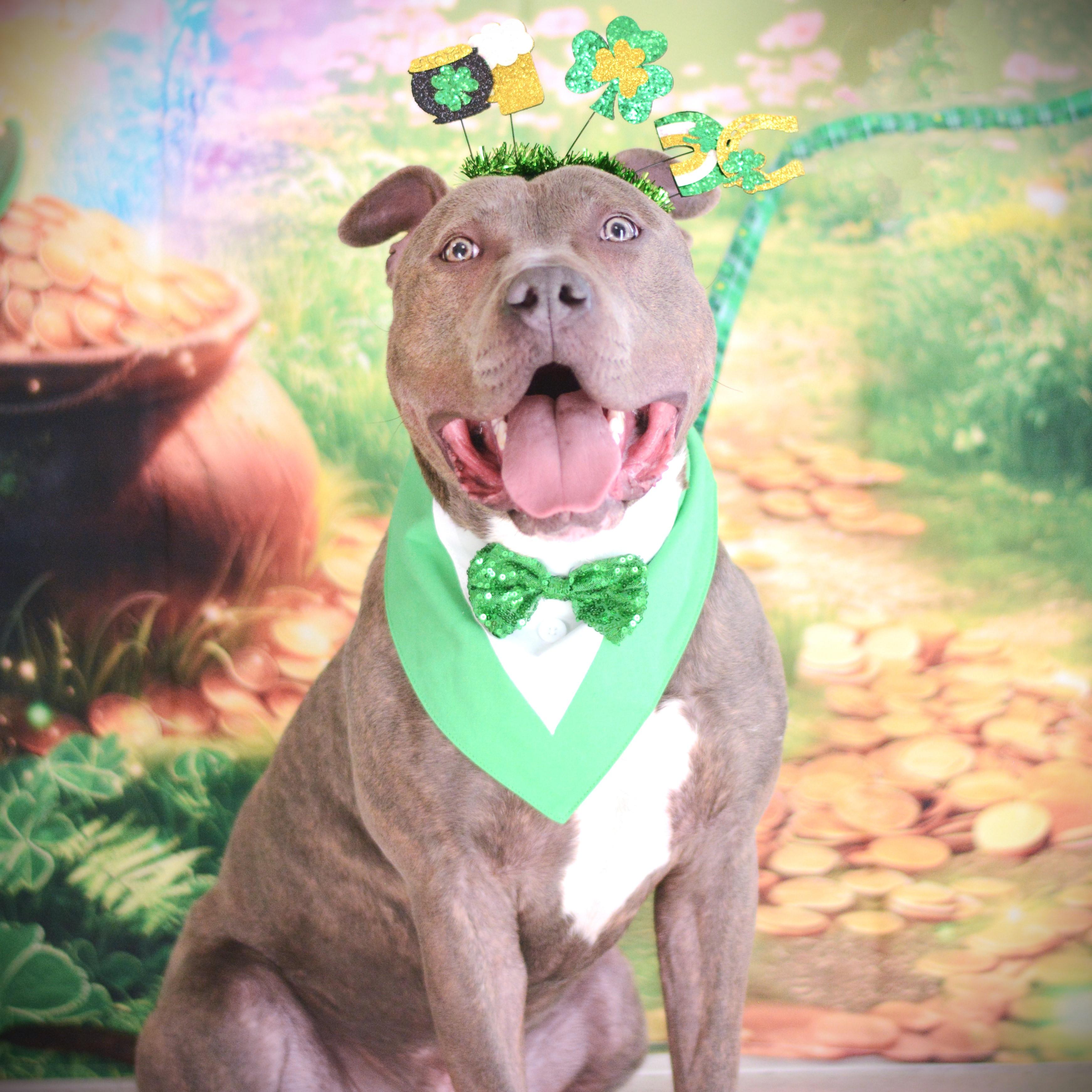 Enlarge Sven, an adoptable mixed breed in Amsterdam, NY image 1/6