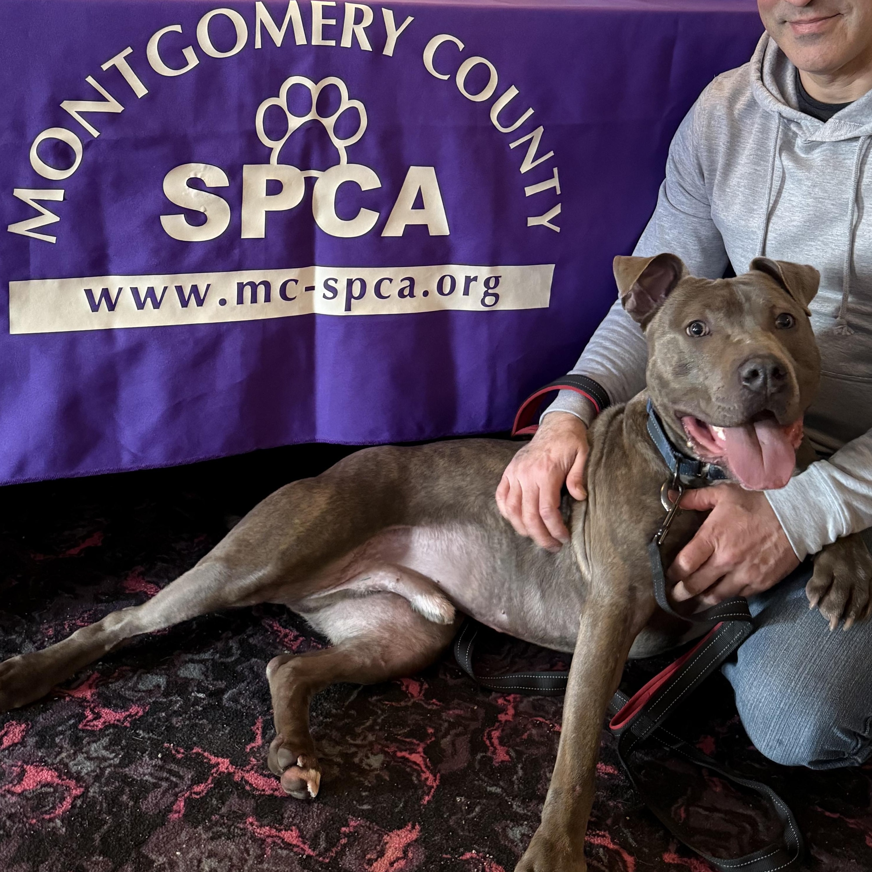 Enlarge Sven, an adoptable mixed breed in Amsterdam, NY image 3/6