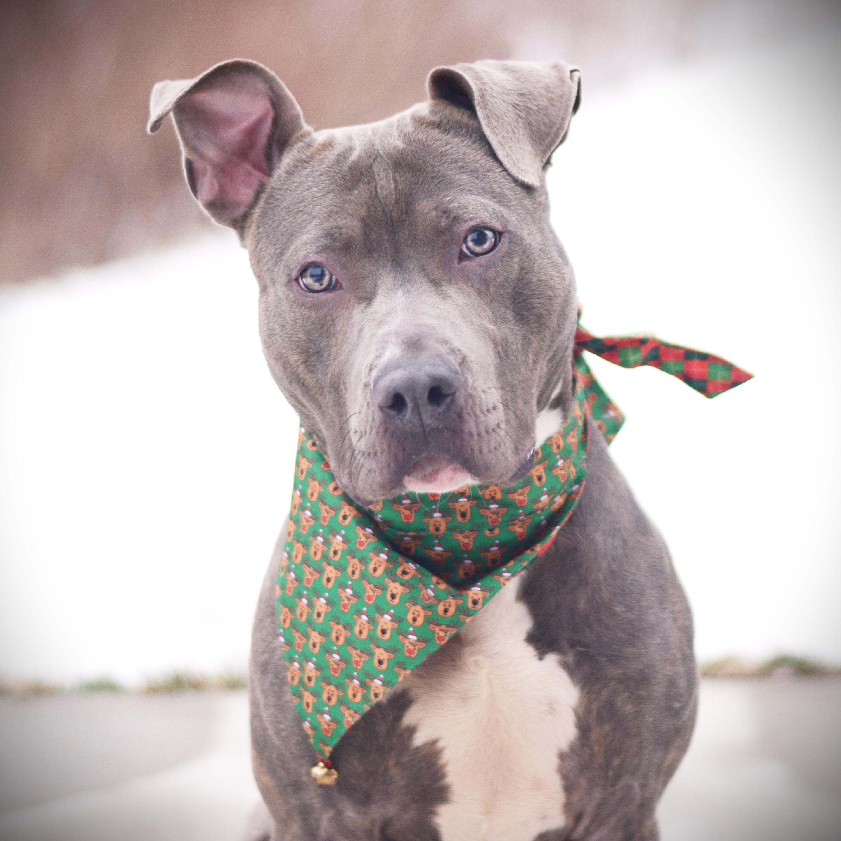 Enlarge Sven, an adoptable mixed breed in Amsterdam, NY image 1/4