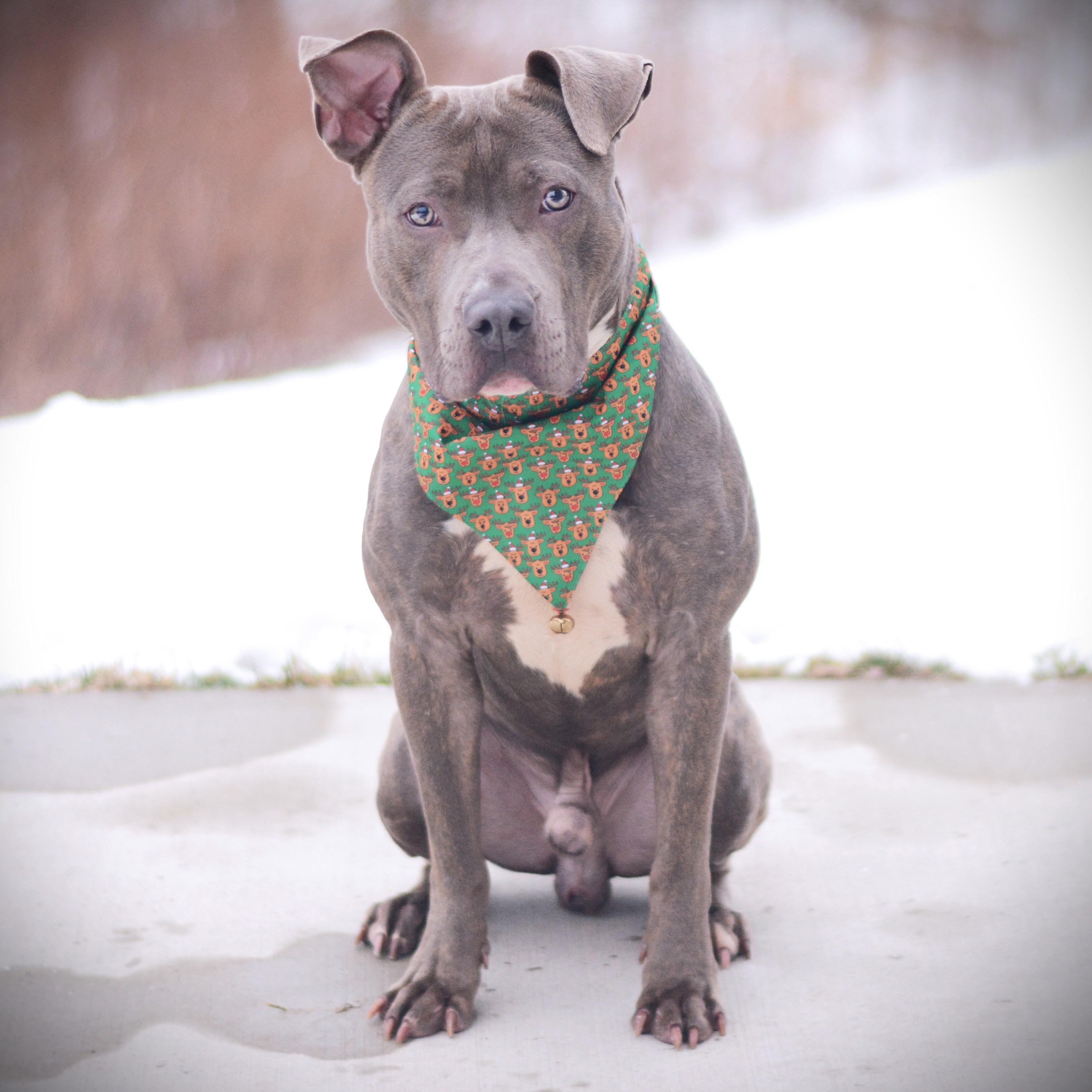 Enlarge Sven, an adoptable mixed breed in Amsterdam, NY image 2/4