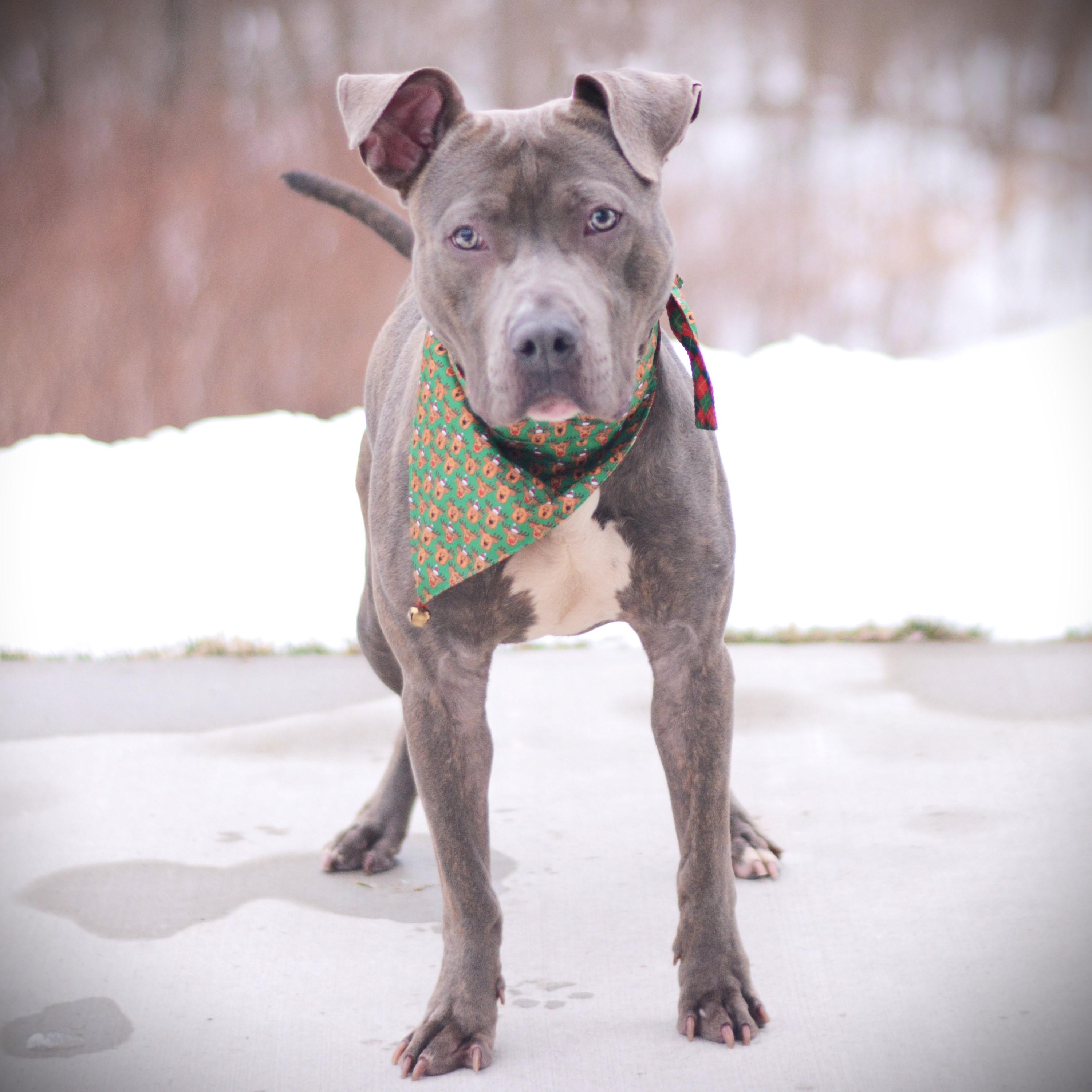 Enlarge Sven, an adoptable mixed breed in Amsterdam, NY image 3/4
