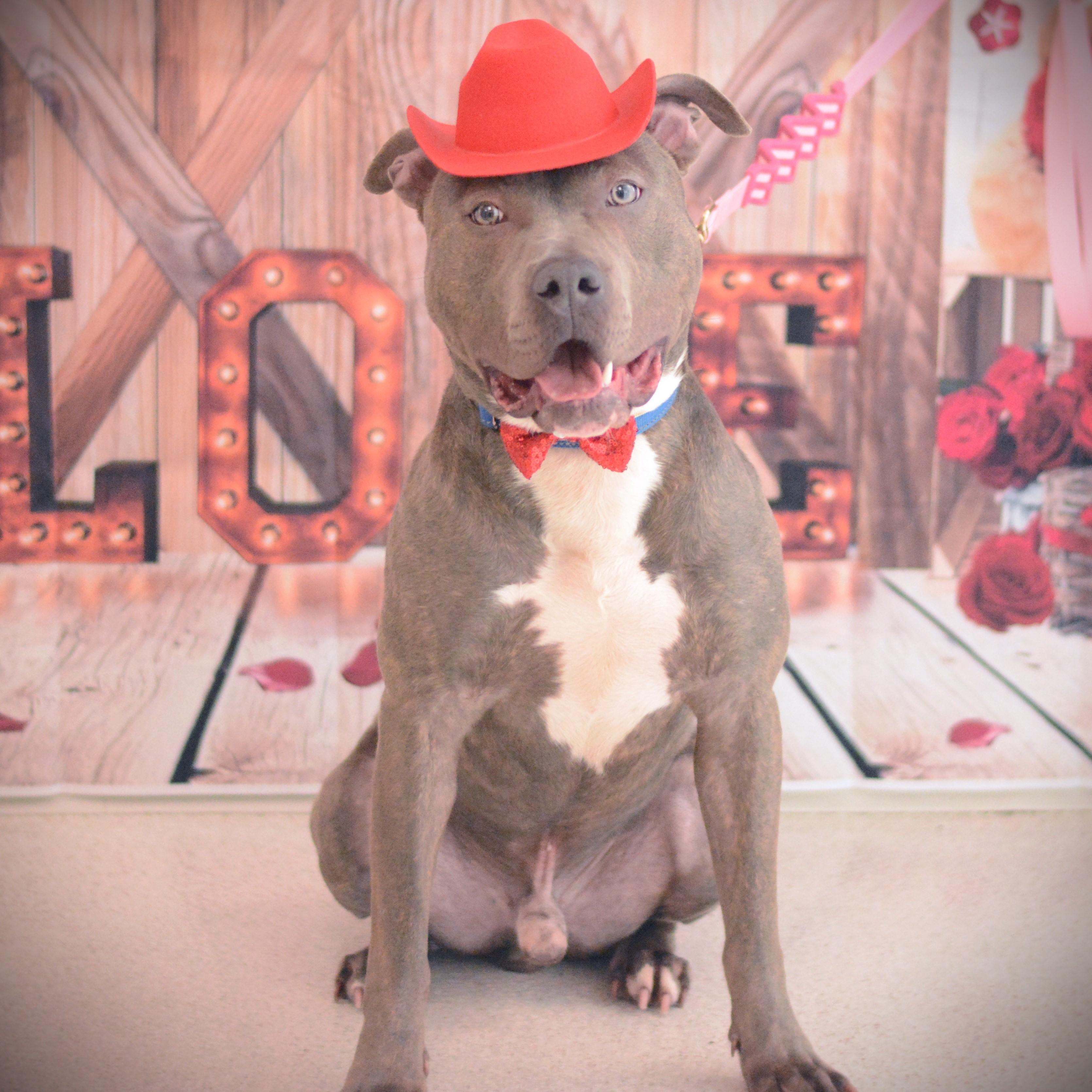 Enlarge Sven, an adoptable mixed breed in Amsterdam, NY image 2/6