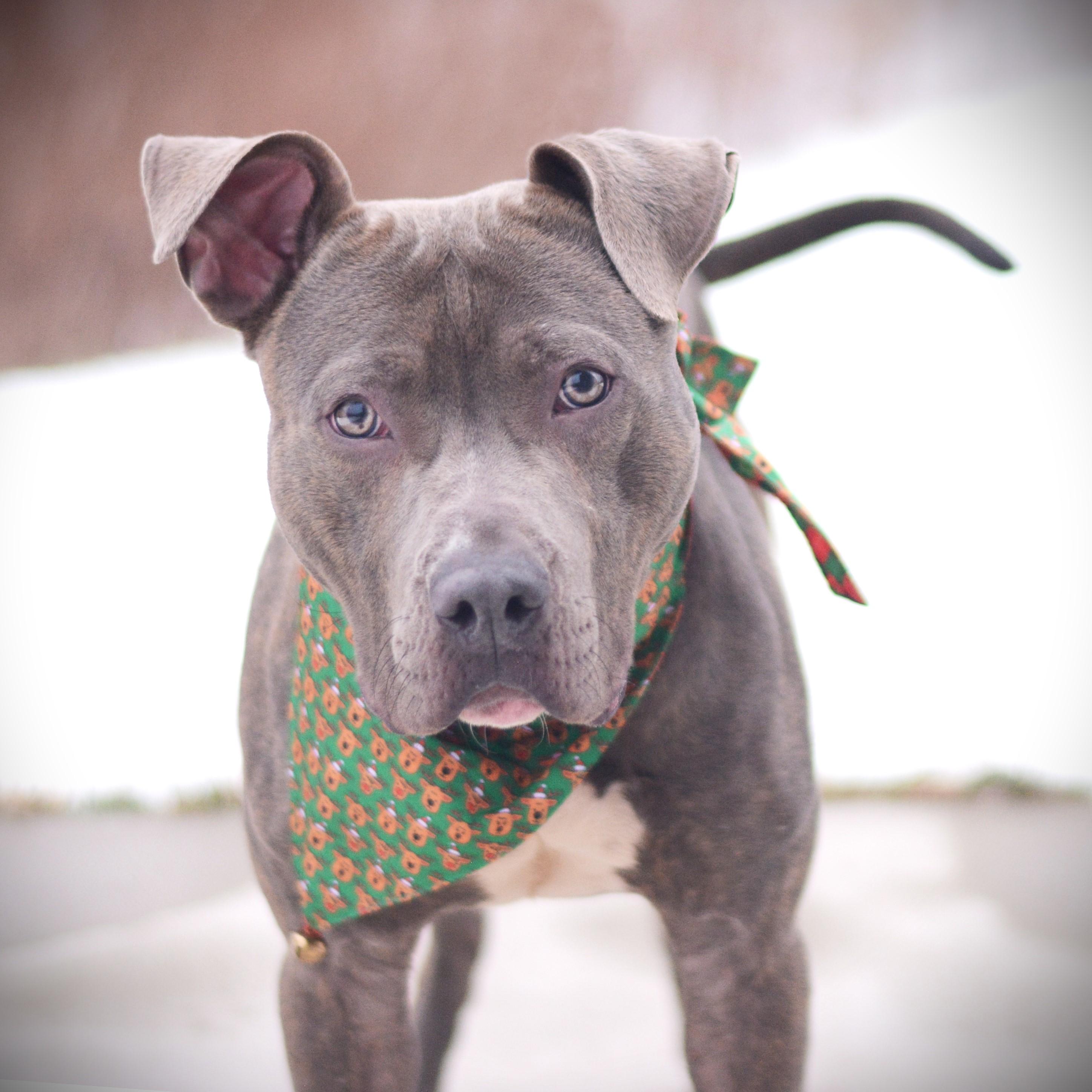 Enlarge Sven, an adoptable mixed breed in Amsterdam, NY image 4/4