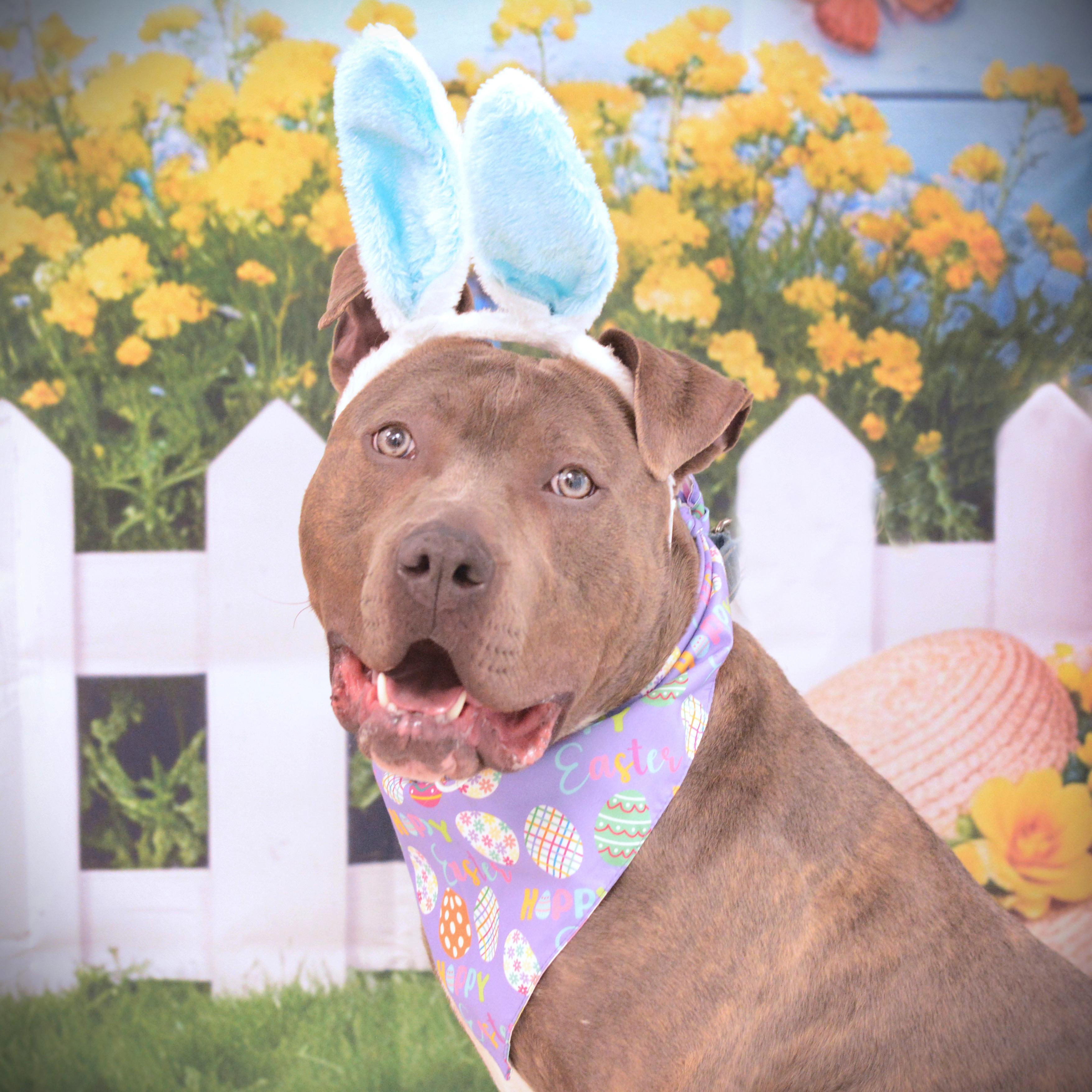 Enlarge Sven, an adoptable mixed breed in Amsterdam, NY image 1/6