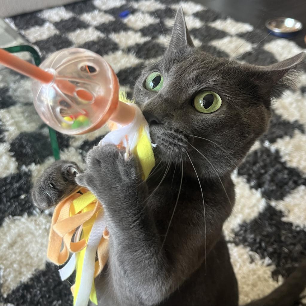 Ruby — thumbnail 2