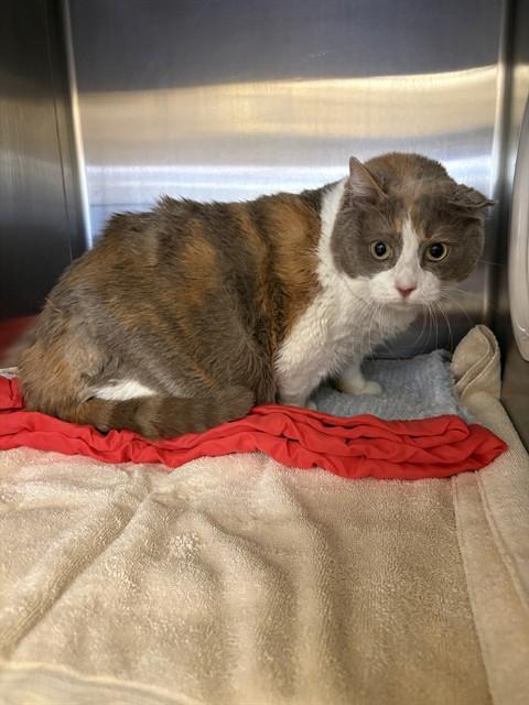 BUBBY, Adoptable, Adult Female Domestic Short Hair.