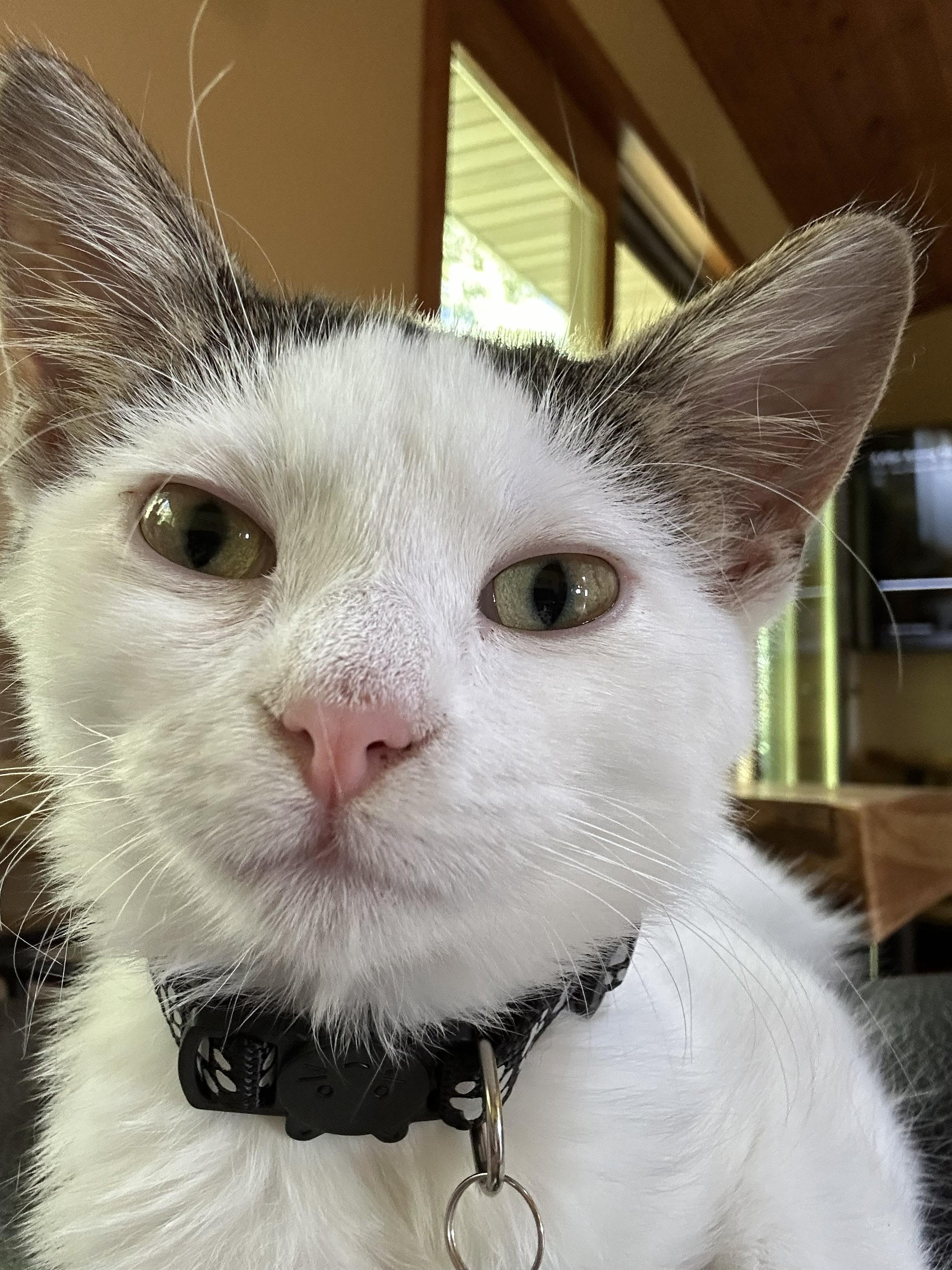 Enlarge Clover, a Adoptable Domestic Short Hair in Sauk City, WI image 2/4