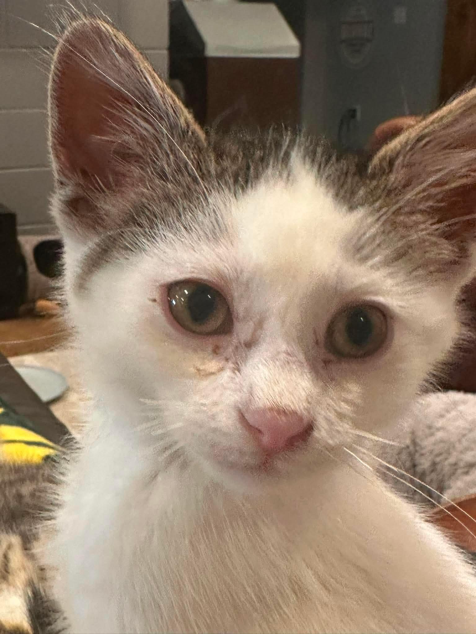 Enlarge Clover, a Adoptable Domestic Short Hair in Sauk City, WI image 3/4