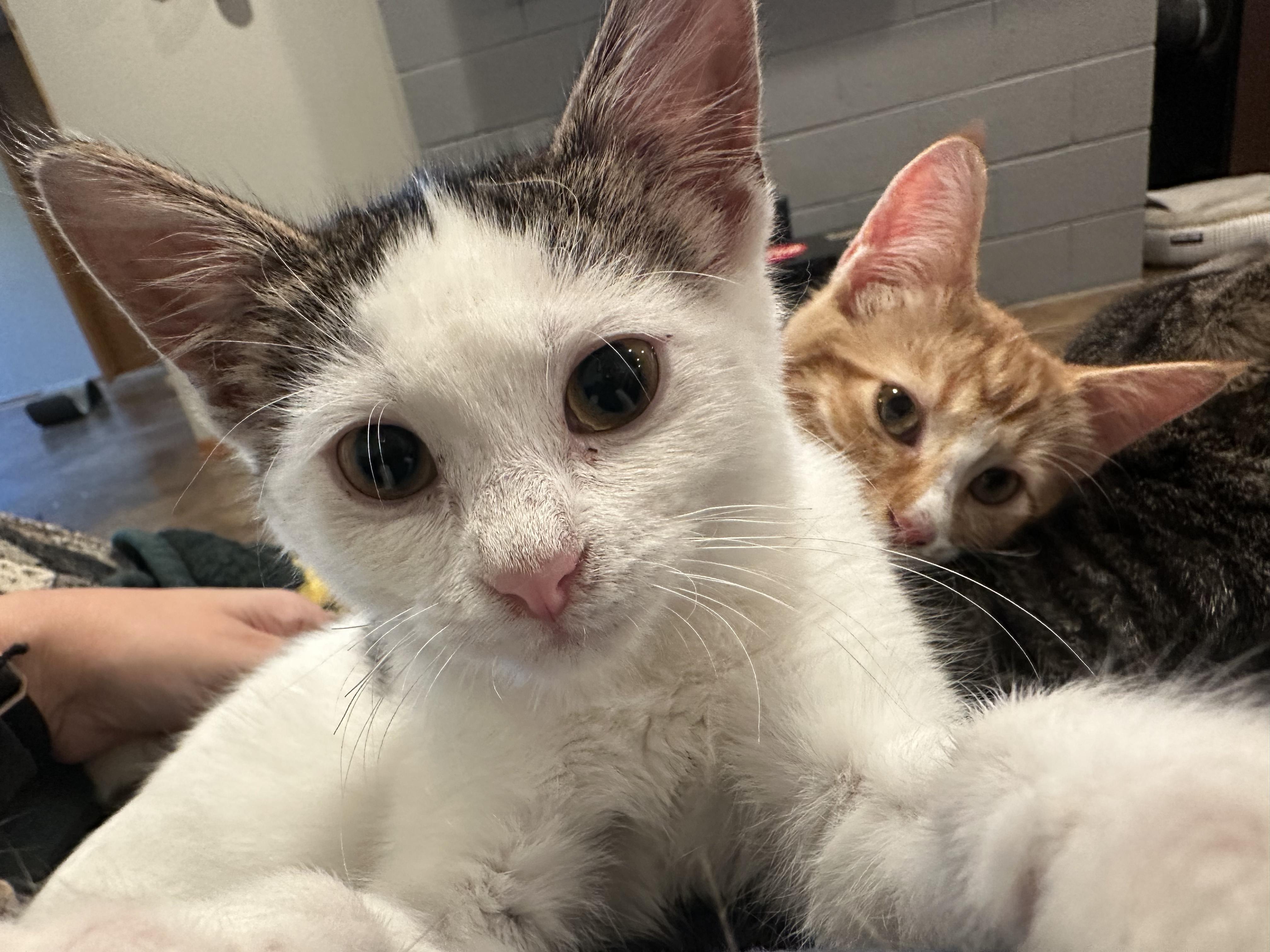 Clover, ADOPTABLE, Kitten Female Domestic Short Hair.