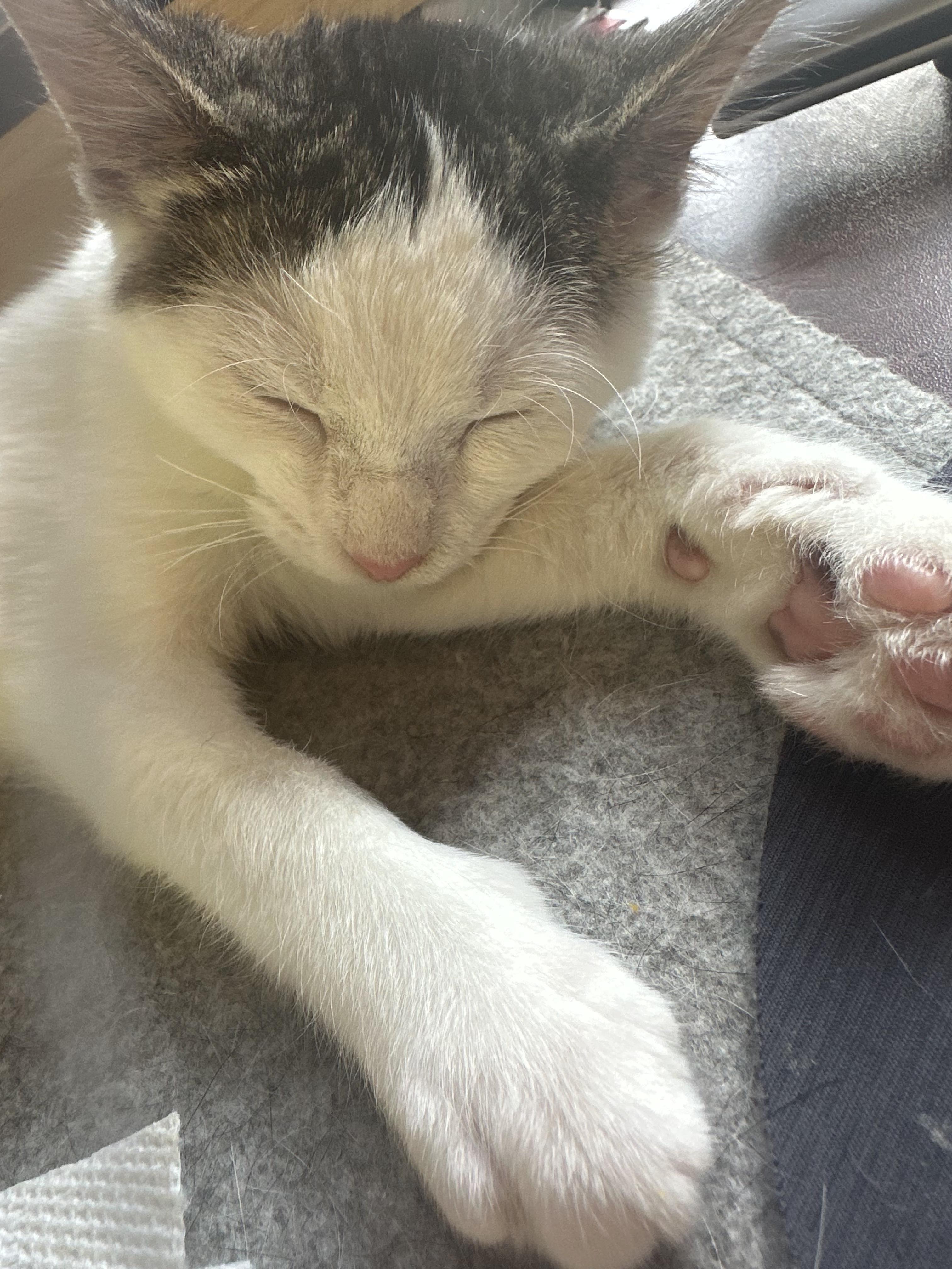 Clover, a ADOPTABLE Domestic Short Hair in Sauk City, WI image 2/2