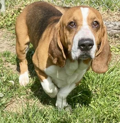 Bobby, ADOPTABLE, Adult Male Basset Hound.