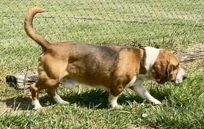 Enlarge Bobby, a ADOPTABLE Basset Hound in Glasgow, KY image 2/2
