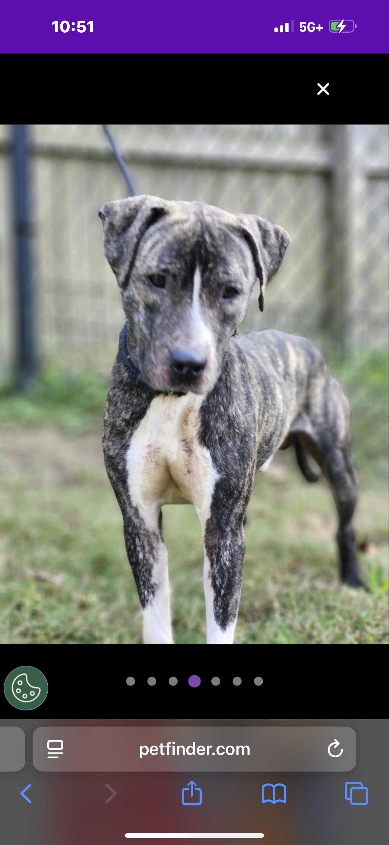 Enlarge Tiger , a ADOPTABLE mixed breed in Huntersville , NC image 1/5