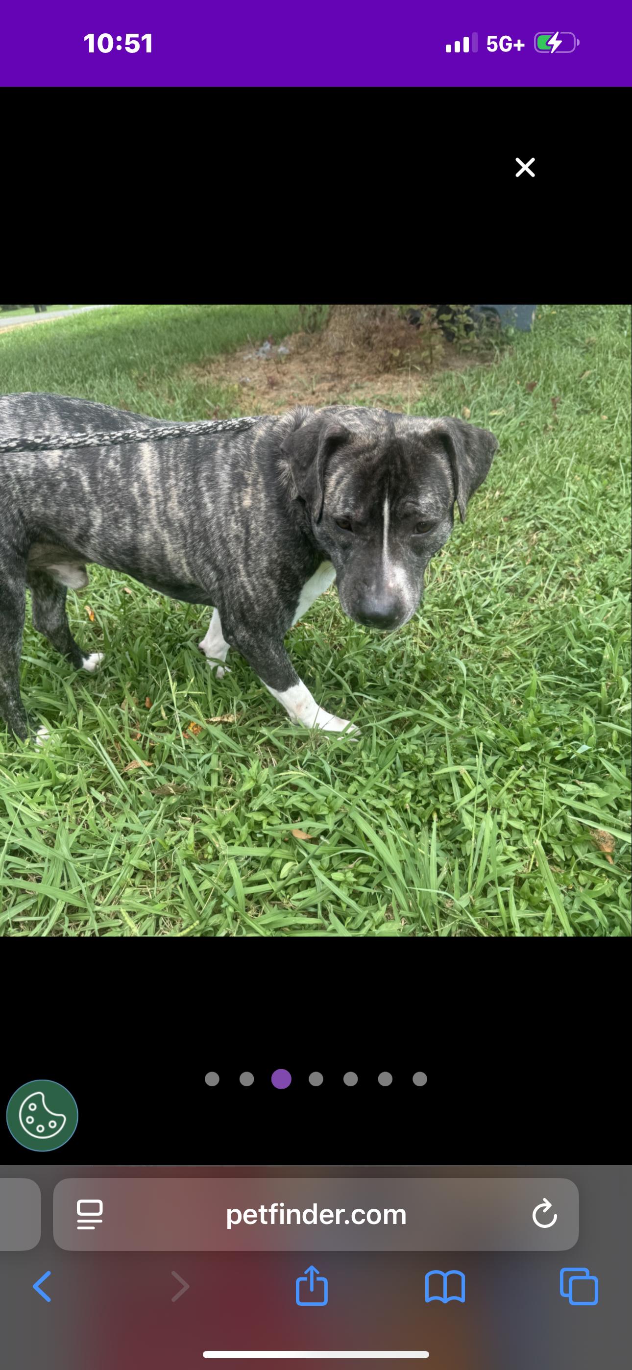 Enlarge Tiger , a ADOPTABLE mixed breed in Huntersville , NC image 3/5