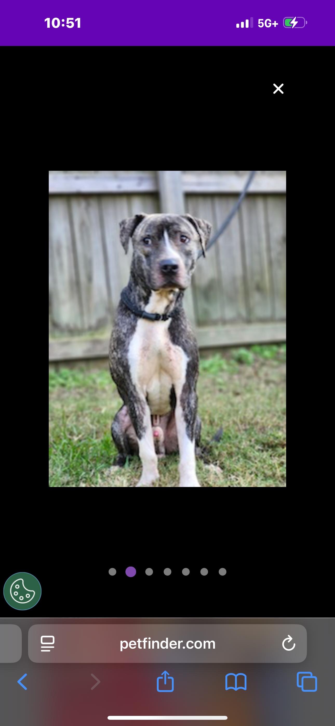Enlarge Tiger , a ADOPTABLE mixed breed in Huntersville , NC image 5/5