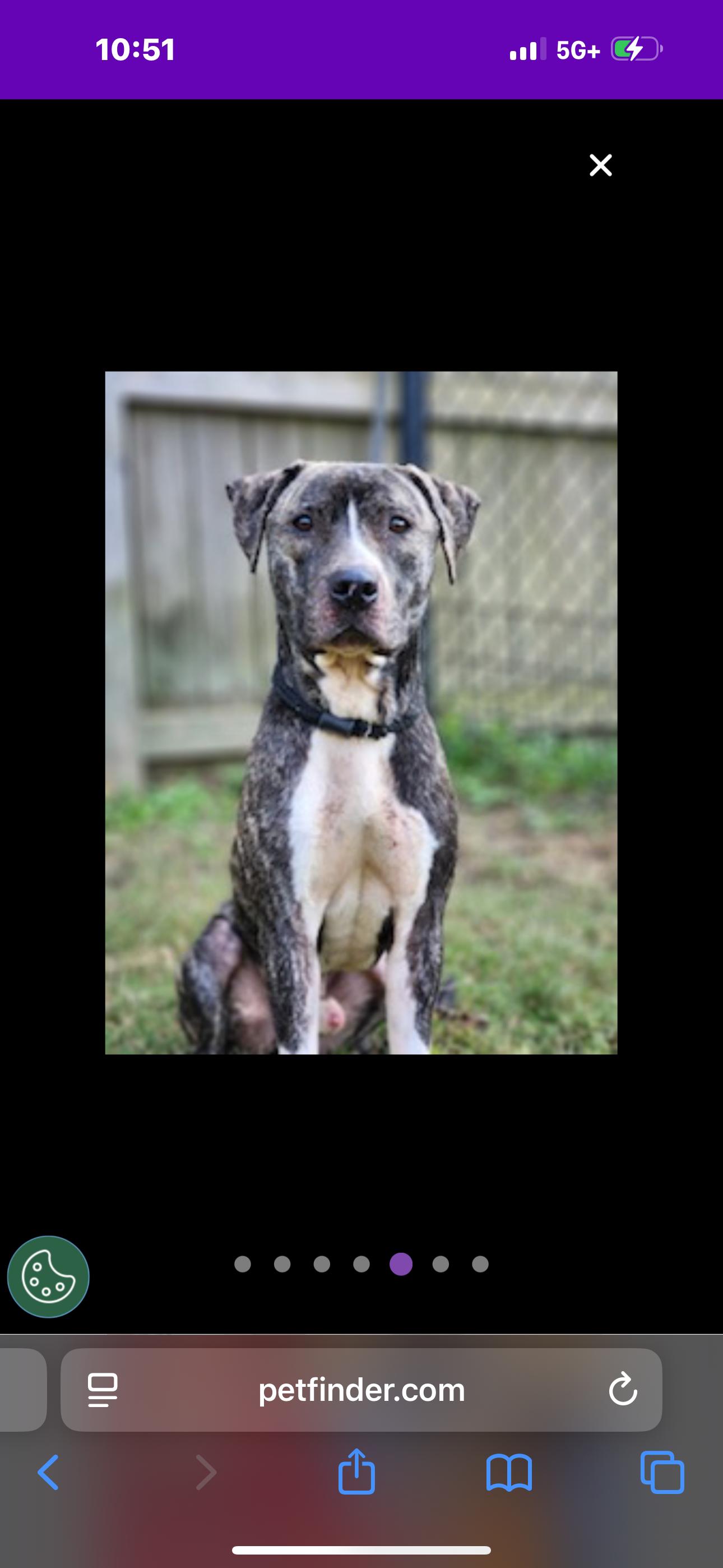 Enlarge Tiger , a ADOPTABLE mixed breed in Huntersville , NC image 4/5
