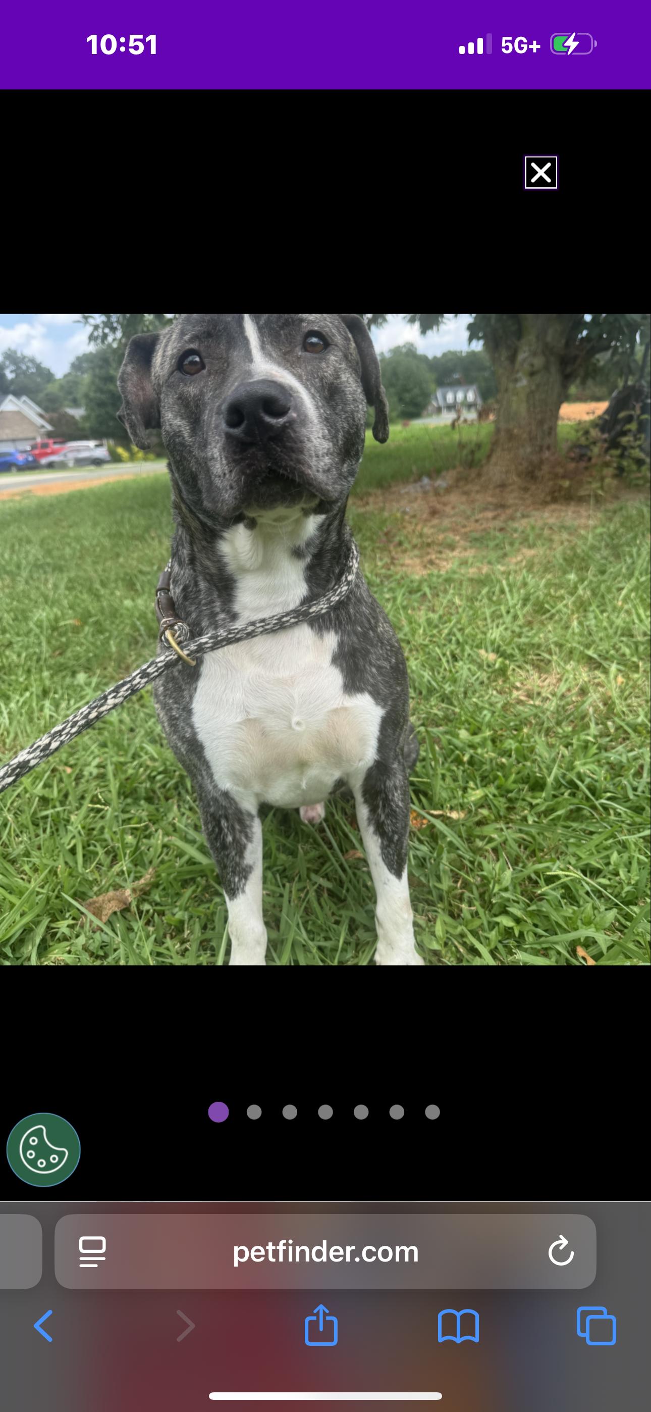 Enlarge Tiger , a ADOPTABLE mixed breed in Huntersville , NC image 2/5