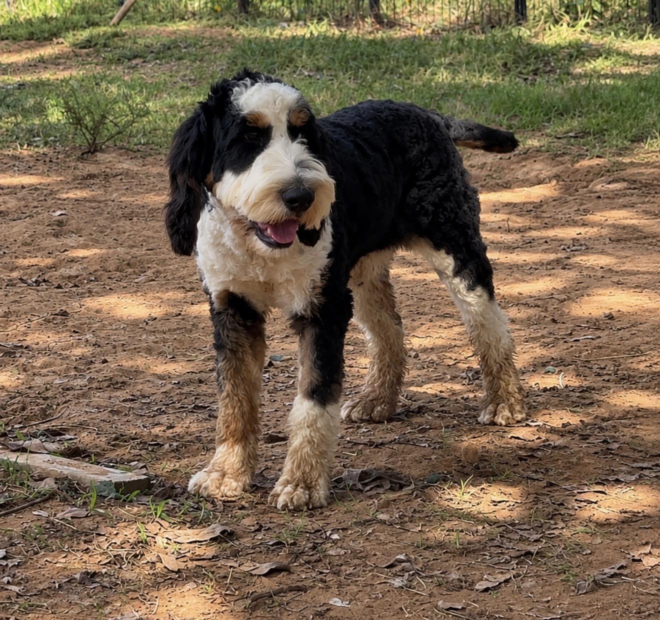 Enlarge Fritz, a Adoptable mixed breed in Pelham, NH image 4/6