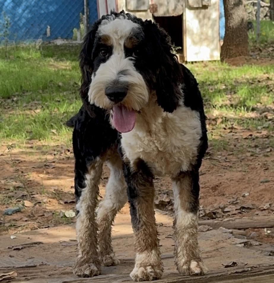 Enlarge Fritz, a Adoptable mixed breed in Pelham, NH image 5/6