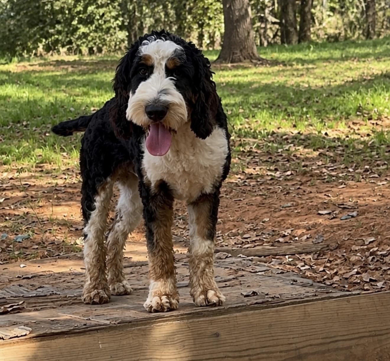 Enlarge Fritz, a Adoptable mixed breed in Pelham, NH image 2/6