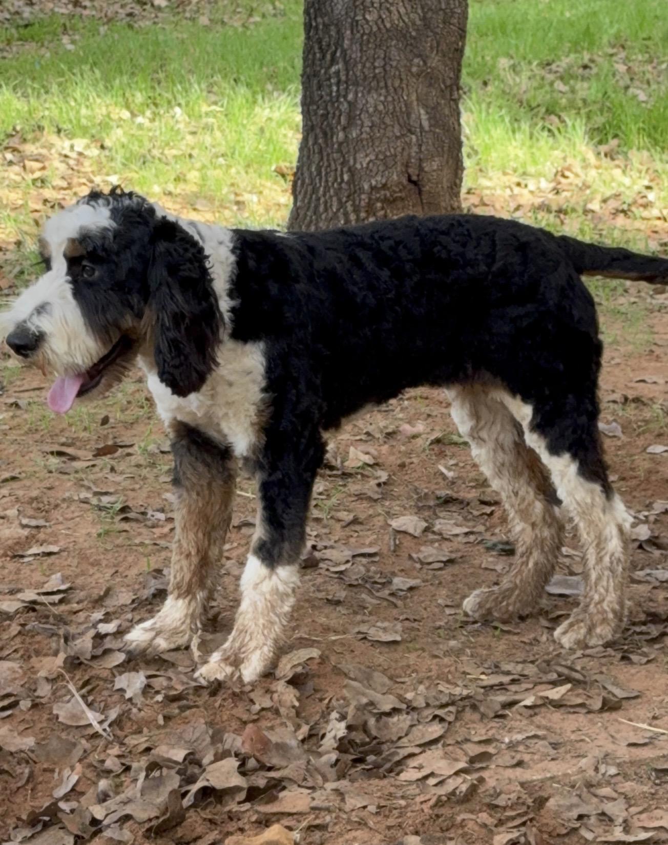 Enlarge Fritz, a Adoptable mixed breed in Pelham, NH image 6/6