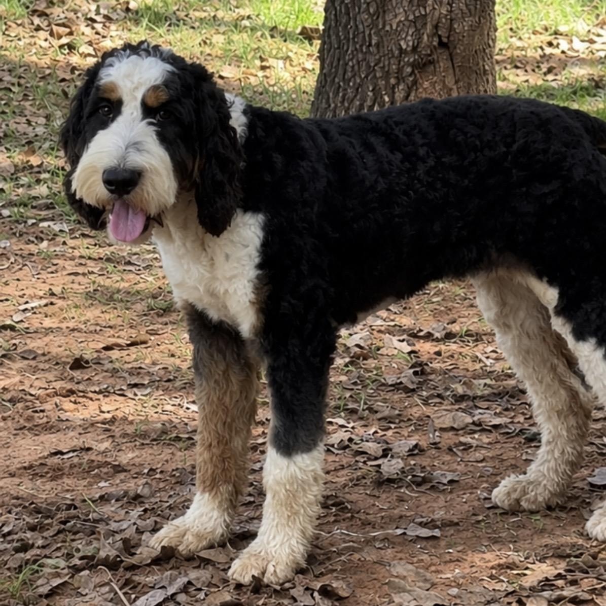 Enlarge Fritz, a Adoptable mixed breed in Pelham, NH image 1/6