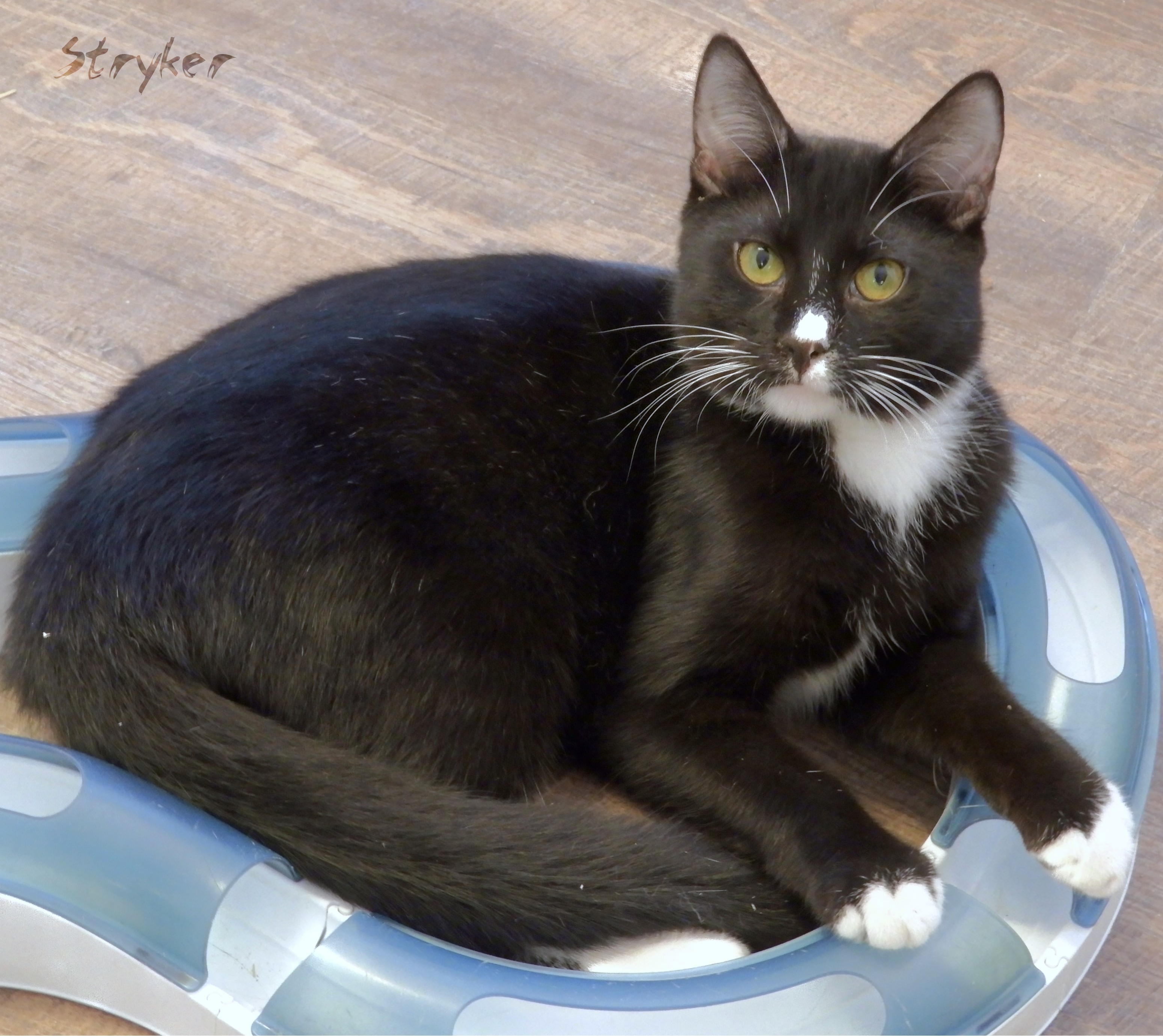 Stryker, a Adoptable Domestic Short Hair in Macon, GA image 1/9