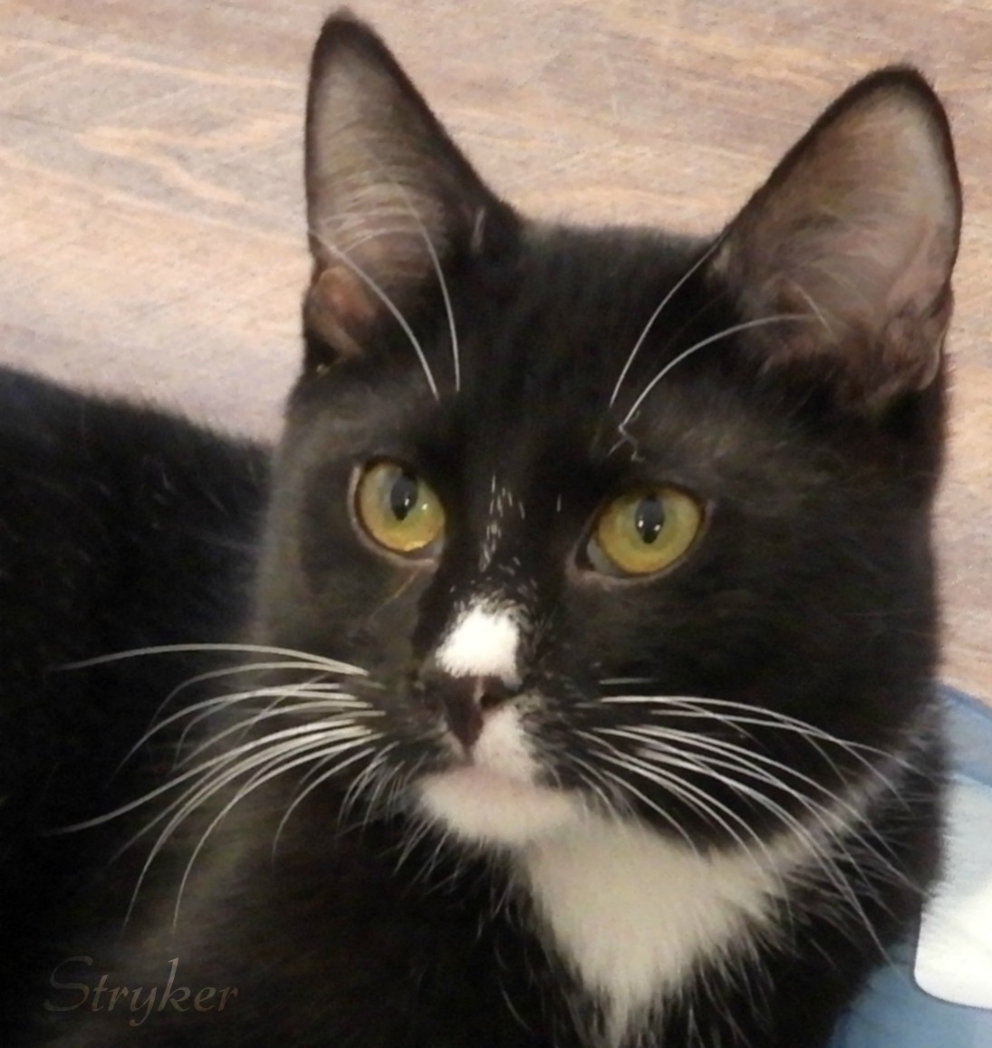 Stryker, a Adoptable Domestic Short Hair in Macon, GA image 2/9