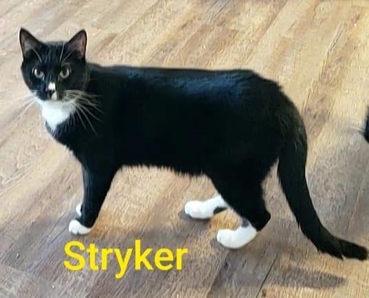 Stryker, a Adoptable Domestic Short Hair in Macon, GA image 3/9