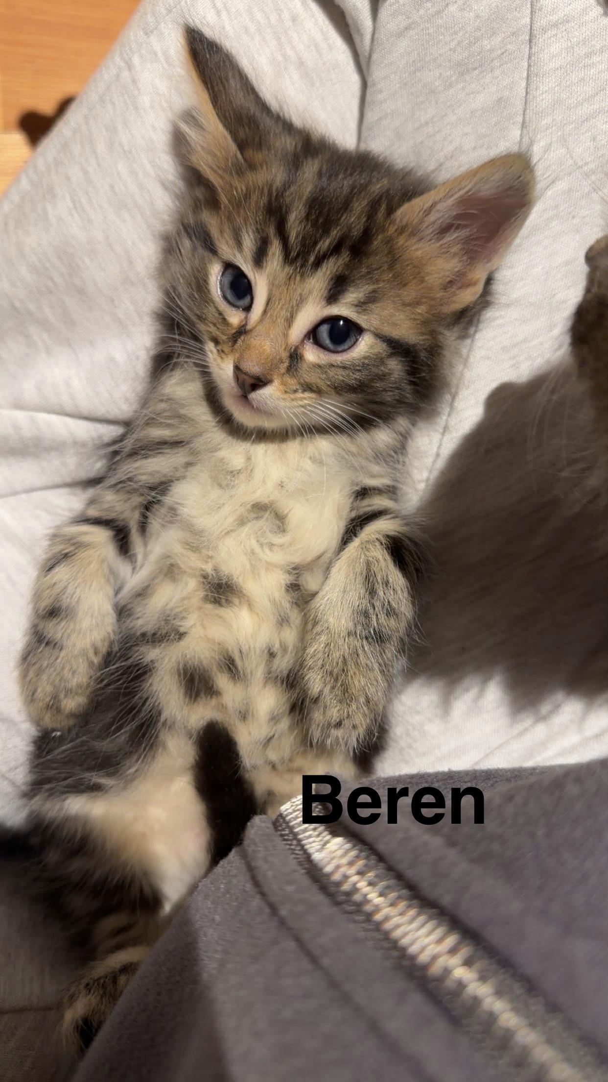Beren, ADOPTABLE, Kitten Male Domestic Medium Hair.