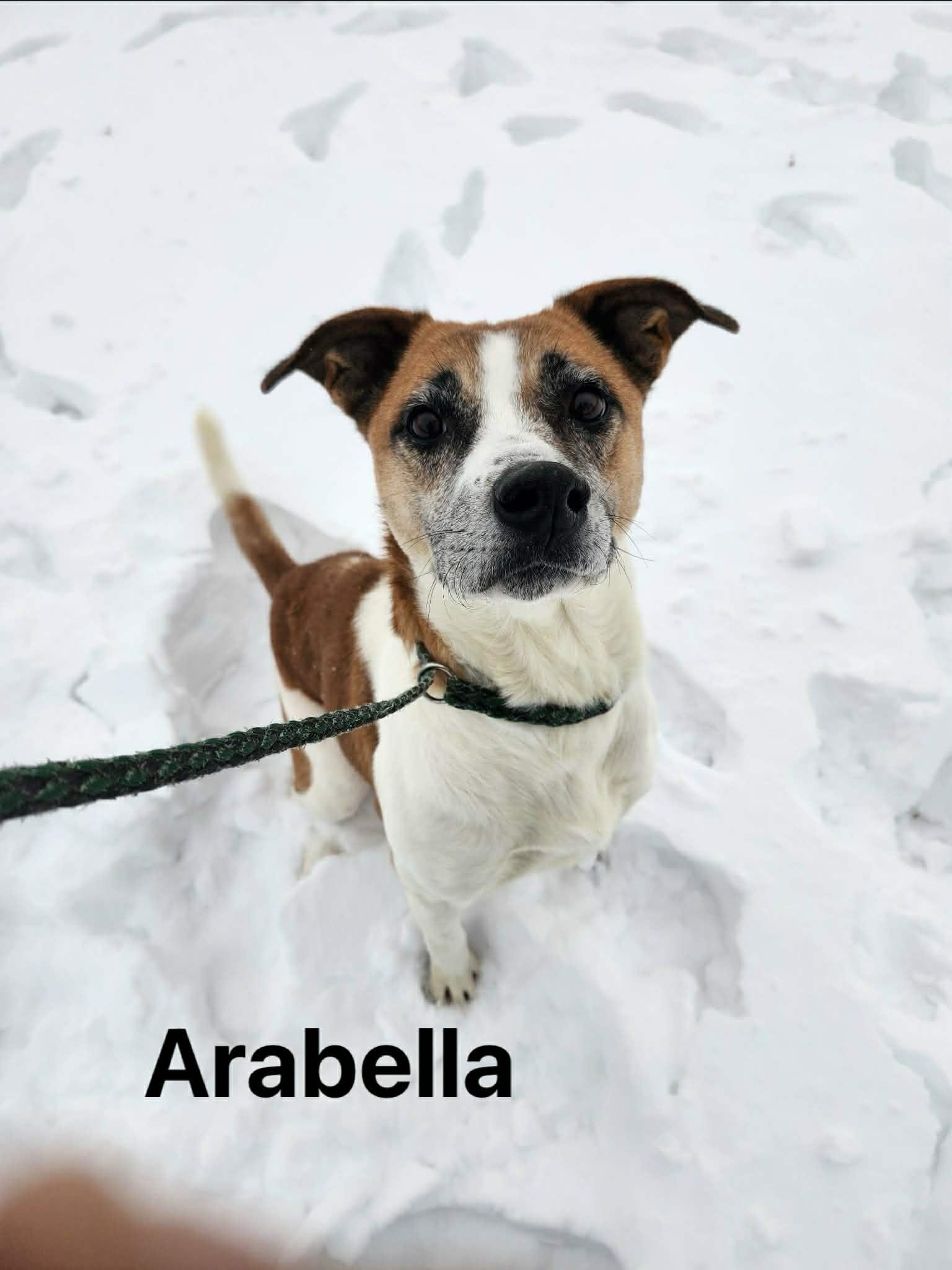 Enlarge Arabella, a Adoptable Mixed Breed in Vaudreuil-Dorion, QC image 1/6