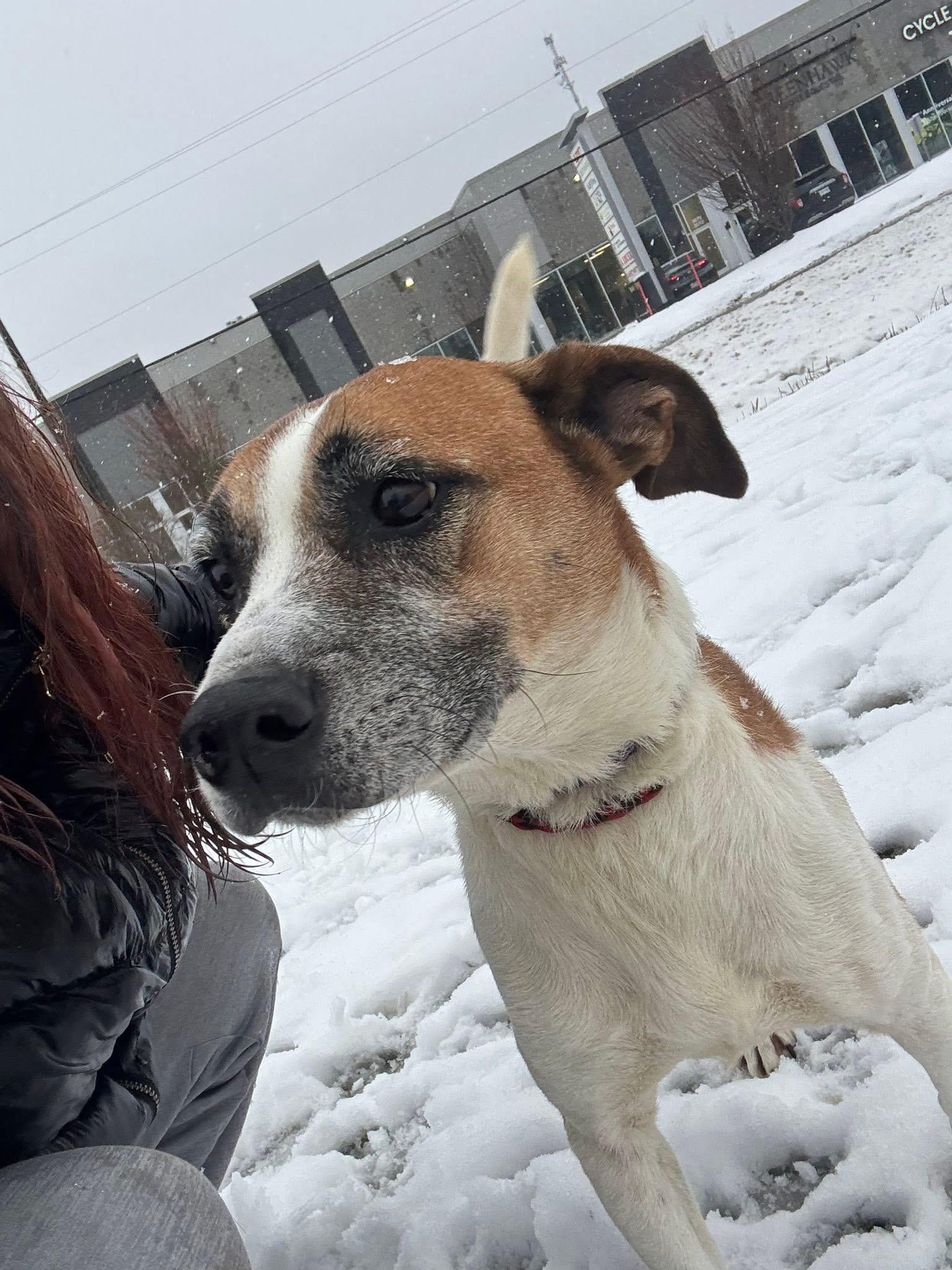 Arabella, Adoptable, Adult Female Mixed Breed.