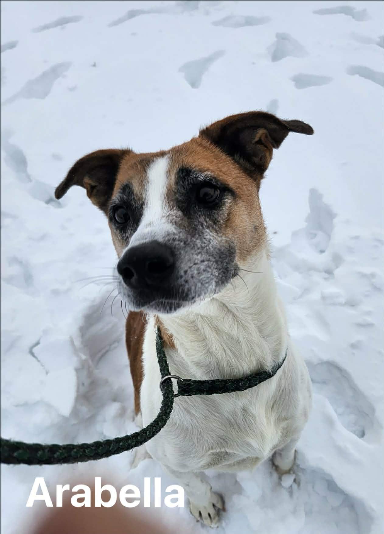 Enlarge Arabella, a Adoptable Mixed Breed in Vaudreuil-Dorion, QC image 2/6