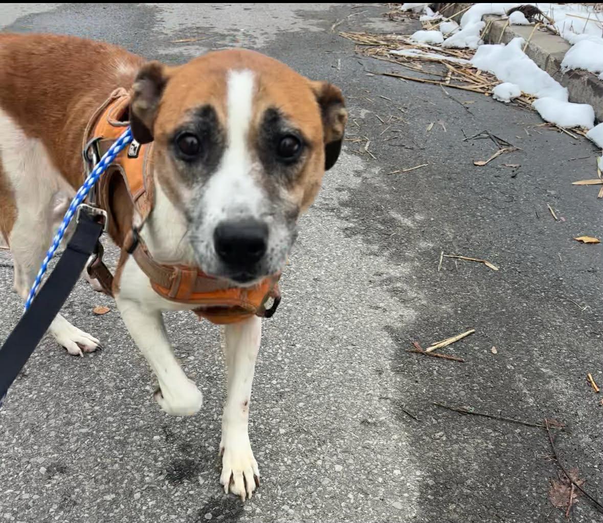 Enlarge Arabella, a Adoptable Mixed Breed in Vaudreuil-Dorion, QC image 3/6
