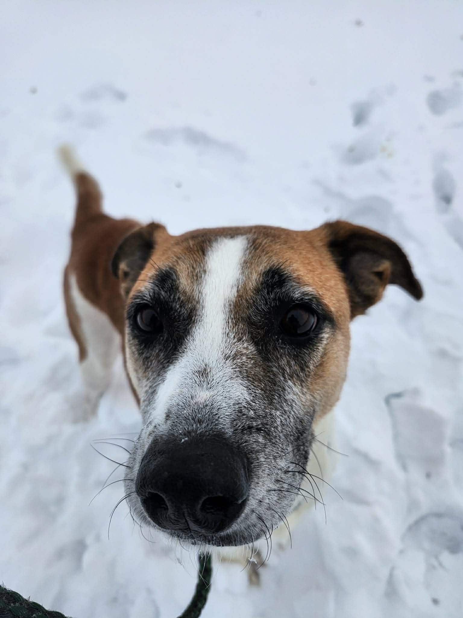 Enlarge Arabella, a Adoptable Mixed Breed in Vaudreuil-Dorion, QC image 4/6