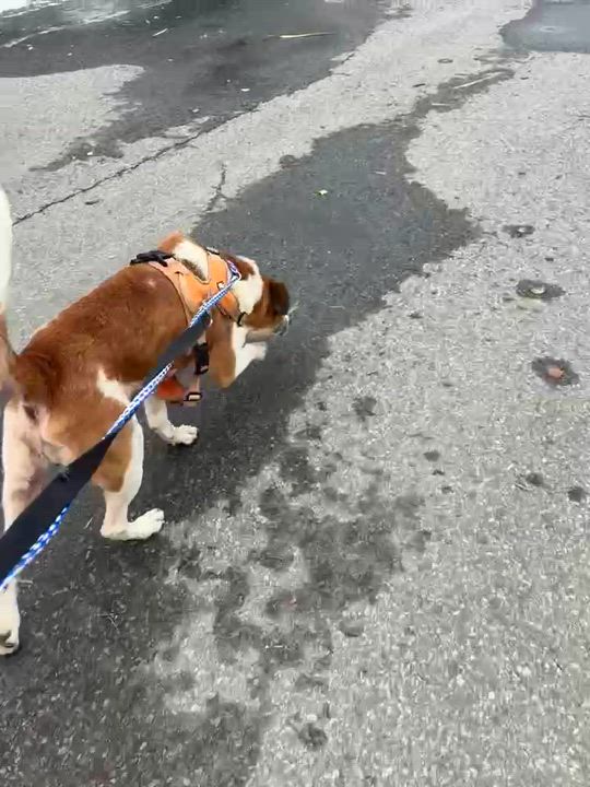 Enlarge Arabella, a Adoptable Mixed Breed in Vaudreuil-Dorion, QC video 6/6