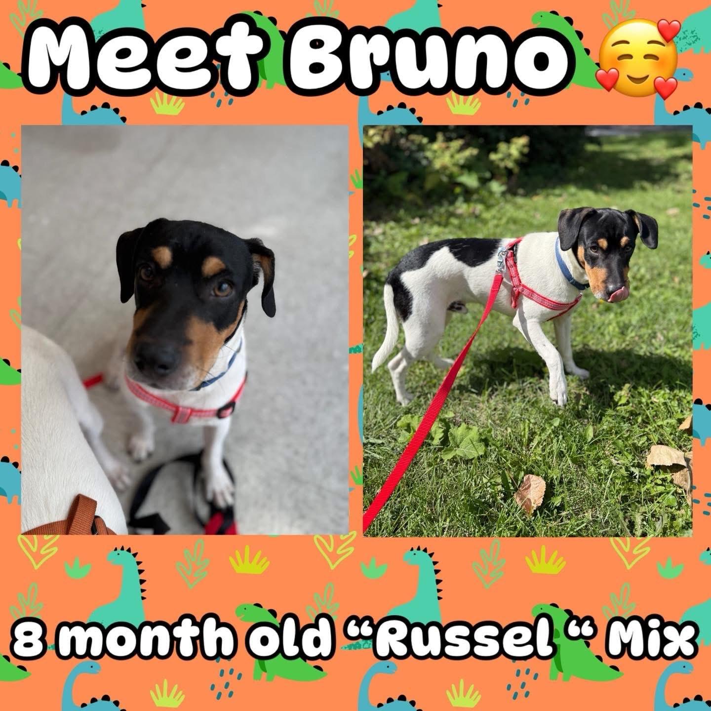 Bruno, Adoptable, Young Male Jack Russell Terrier.