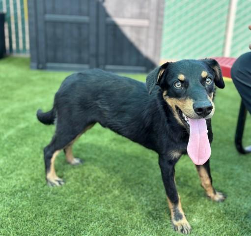 RILEY, Adoptable, Young Male Australian Shepherd & Mixed Breed.