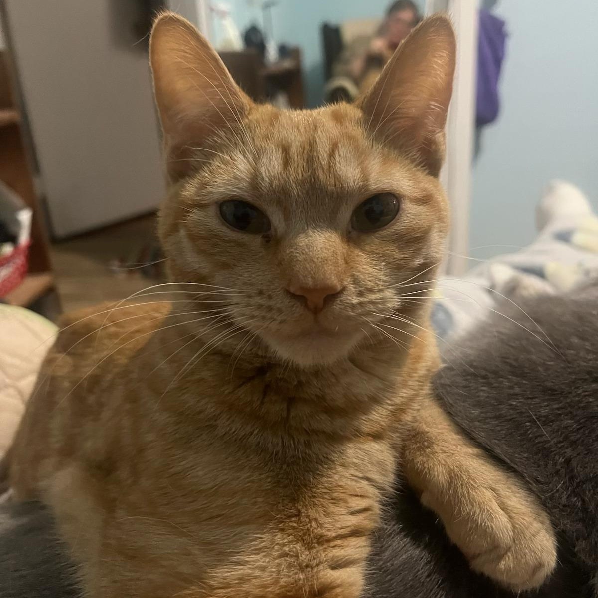 Enlarge Carrot (bonded to Peaches), an adopted Domestic Short Hair in East Brunswick, NJ image 1/4