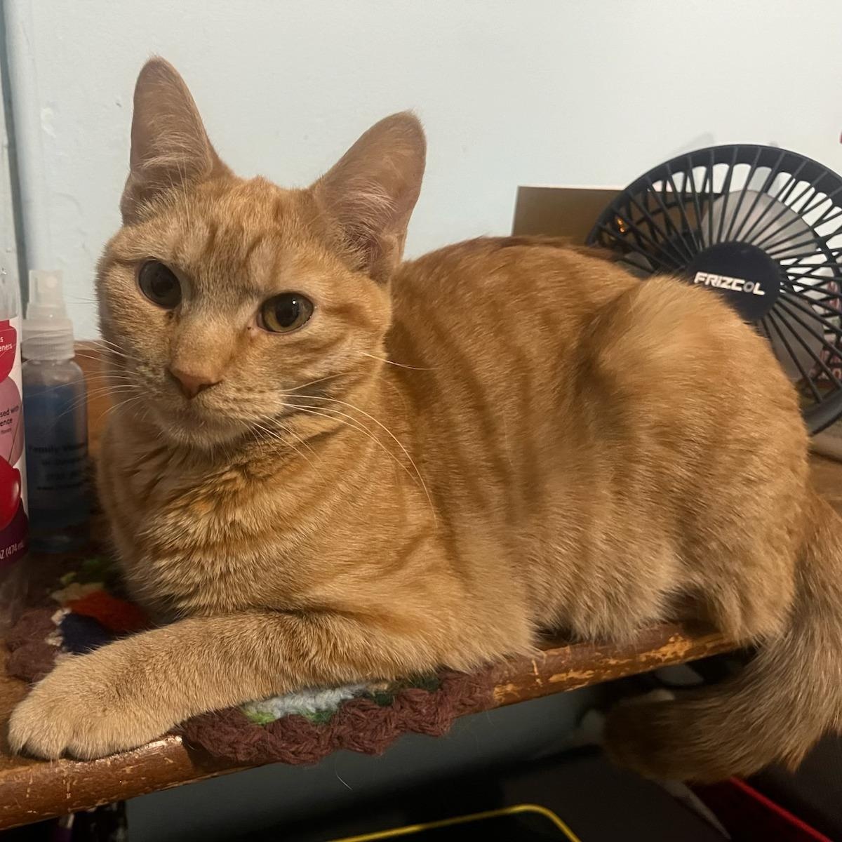 Enlarge Carrot (bonded to Peaches), an adopted Domestic Short Hair in East Brunswick, NJ image 2/4