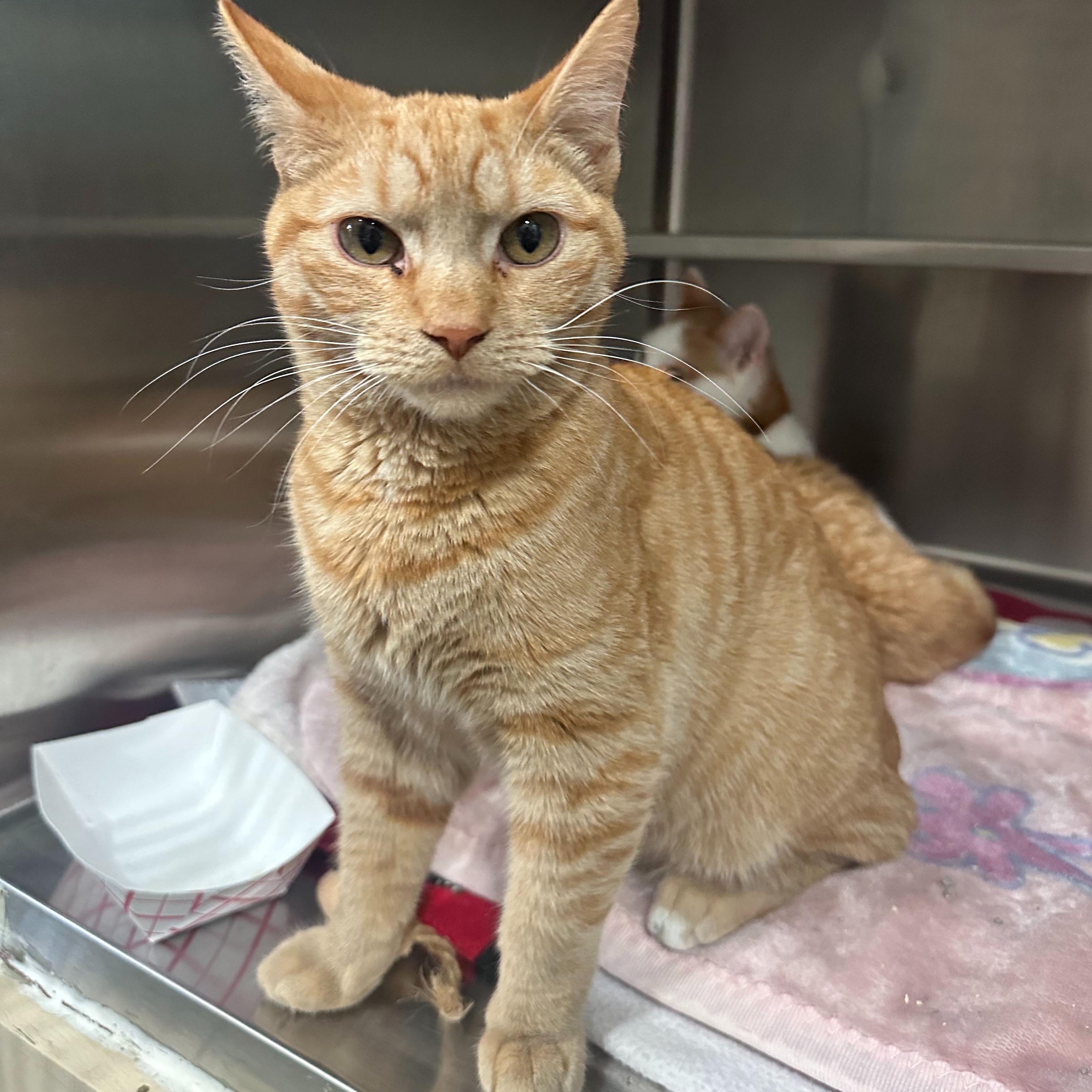 Enlarge Carrot (bonded to Peaches), an adopted Domestic Short Hair in East Brunswick, NJ image 4/4