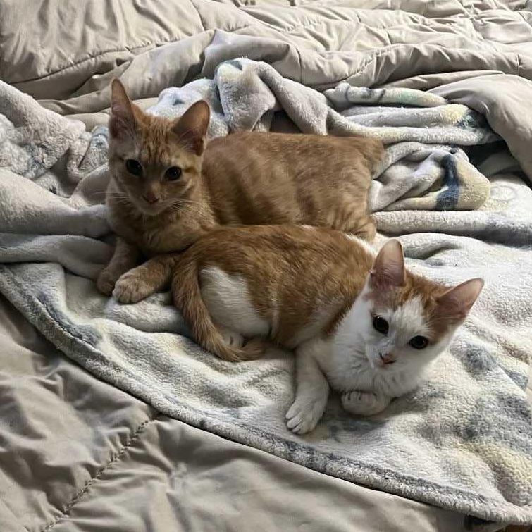 Enlarge Carrot (bonded to Peaches), an adopted Domestic Short Hair in East Brunswick, NJ image 3/4