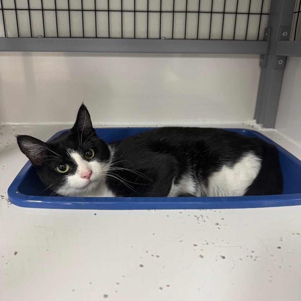 Lunchbox, Adoptable, Kitten Female Domestic Short Hair.