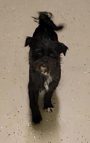 Enlarge Daisy, a ADOPTABLE Cairn Terrier in Mount Sterling, KY image 3/5
