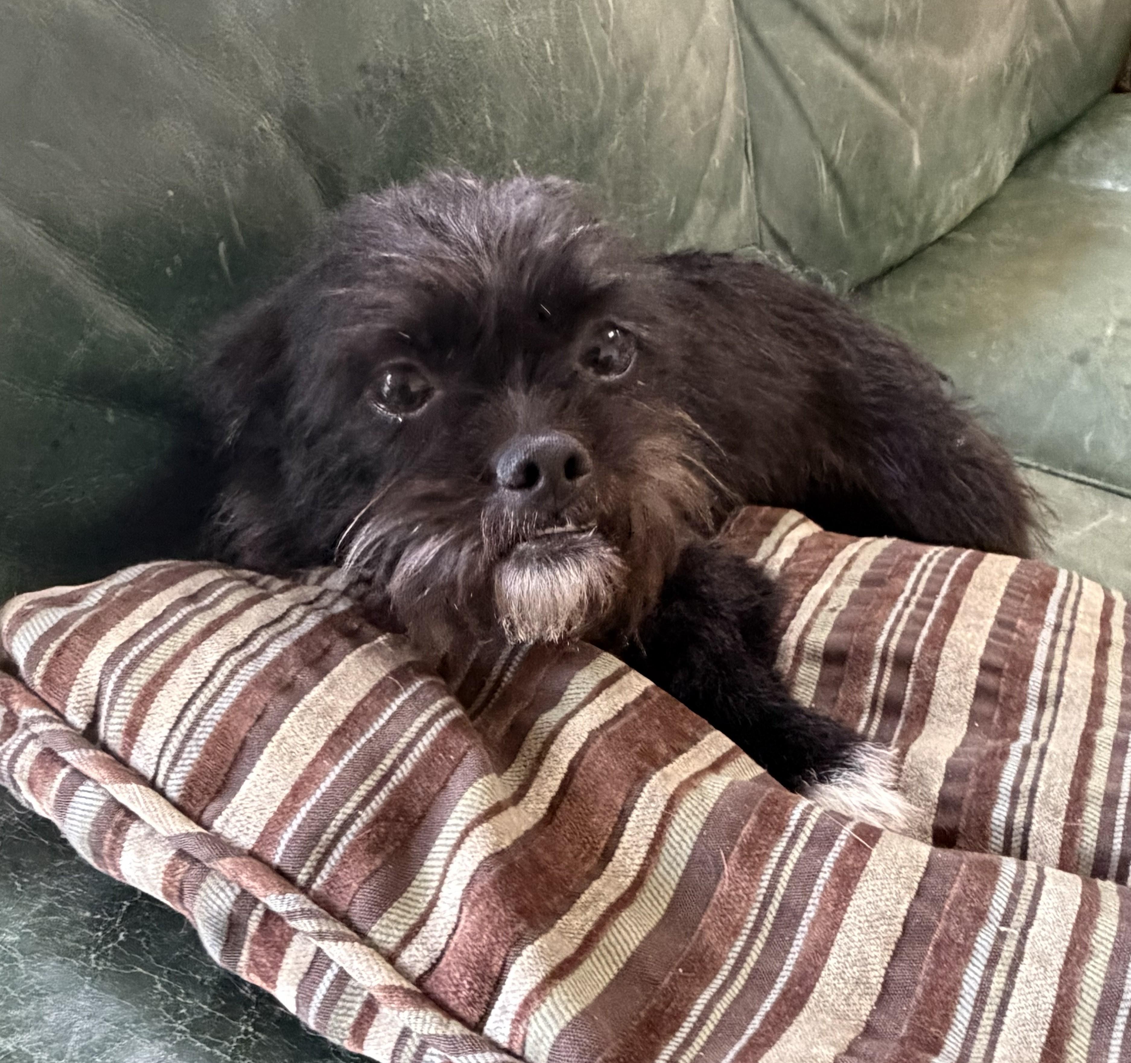 Enlarge Daisy, a ADOPTABLE Cairn Terrier in Mount Sterling, KY image 1/5
