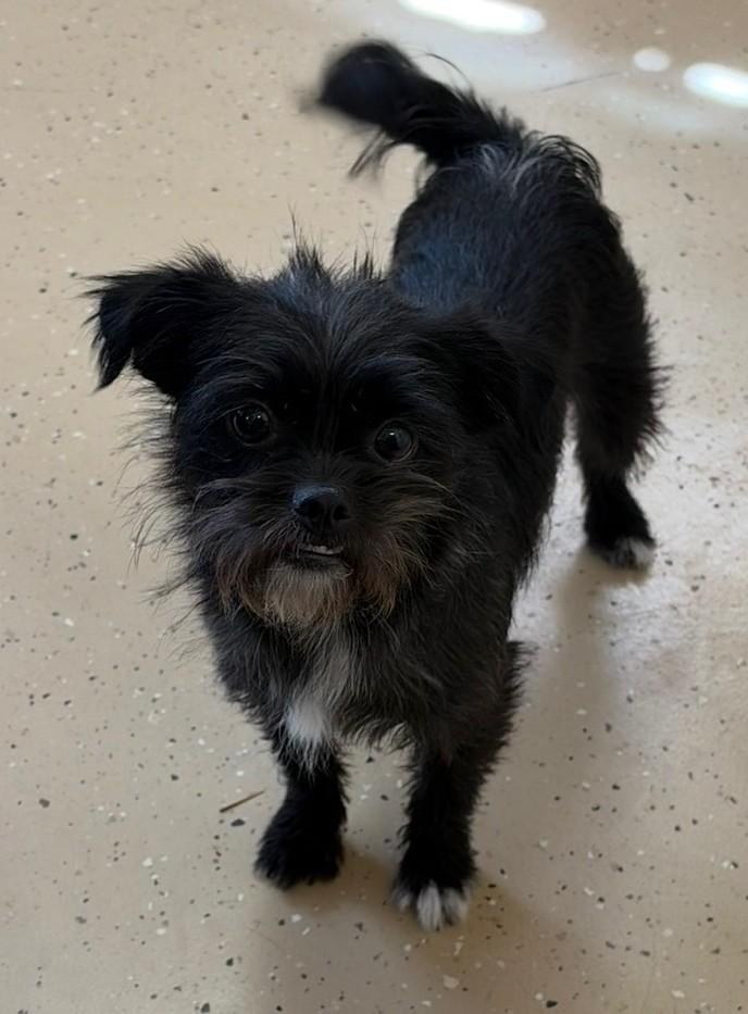 Enlarge Daisy, a ADOPTABLE Cairn Terrier in Mount Sterling, KY image 4/5