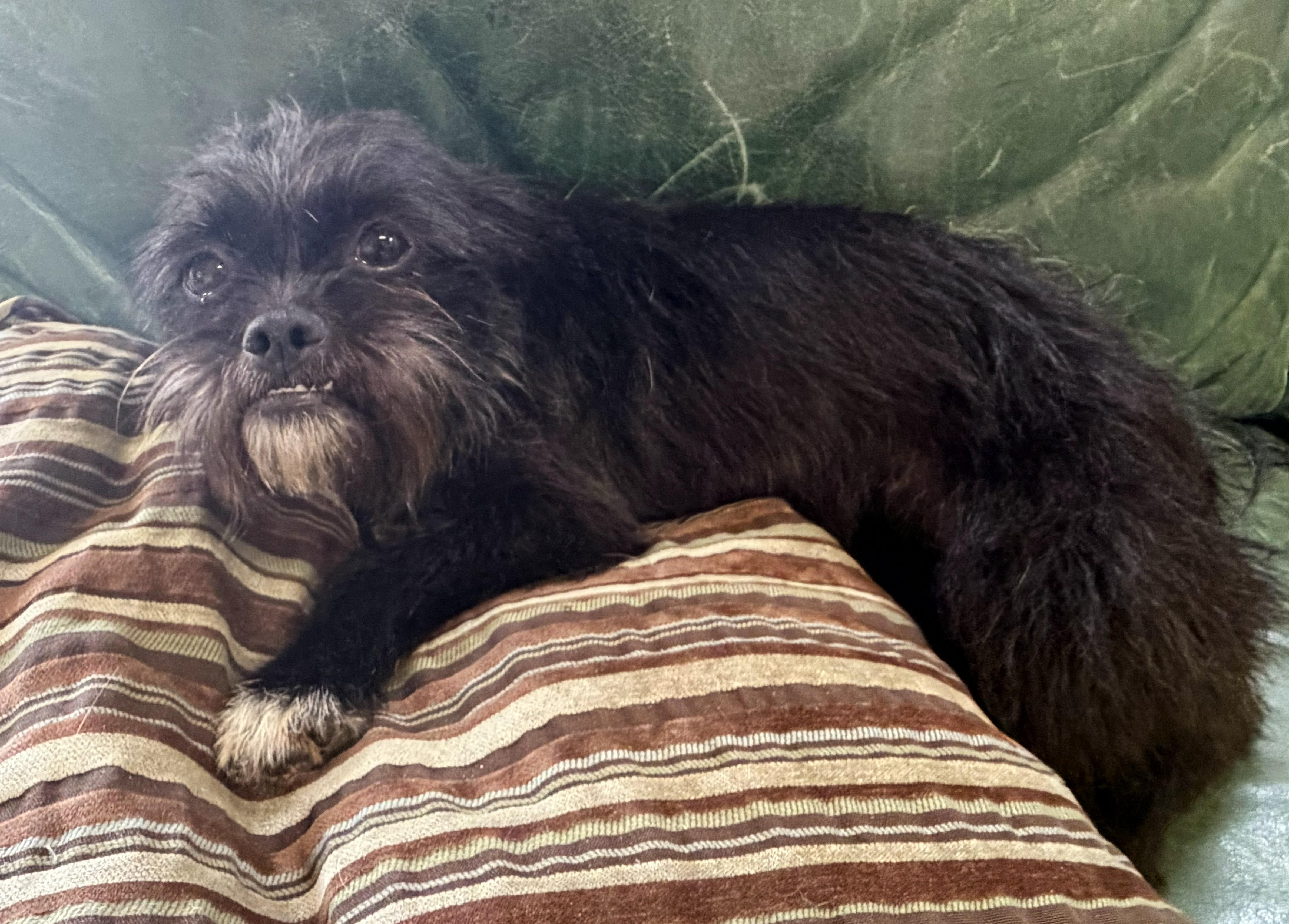 Enlarge Daisy, a ADOPTABLE Cairn Terrier in Mount Sterling, KY image 2/5