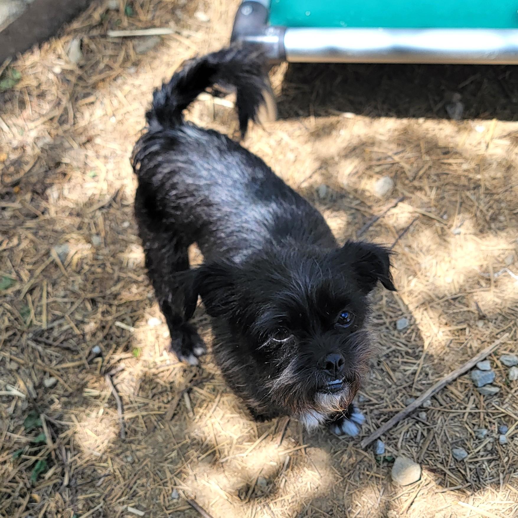 Enlarge Daisy, a ADOPTABLE Cairn Terrier in Mount Sterling, KY image 5/5