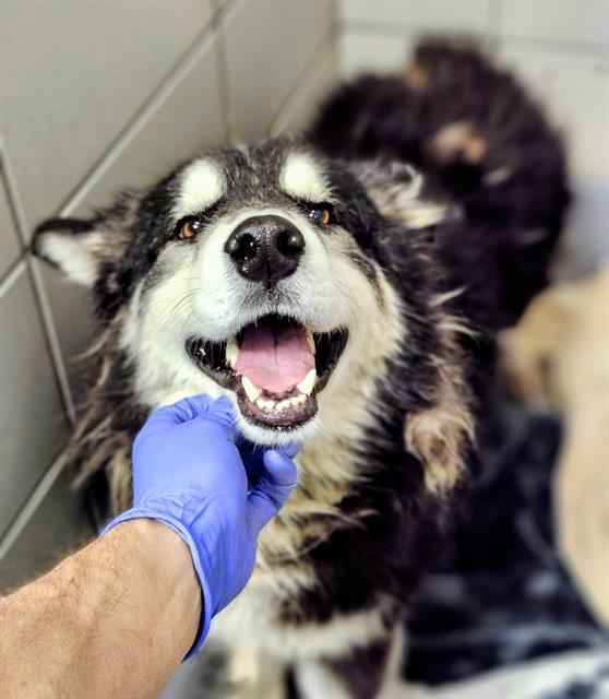 OAKLEY, Adoptable, Young Male Husky & Mixed Breed.