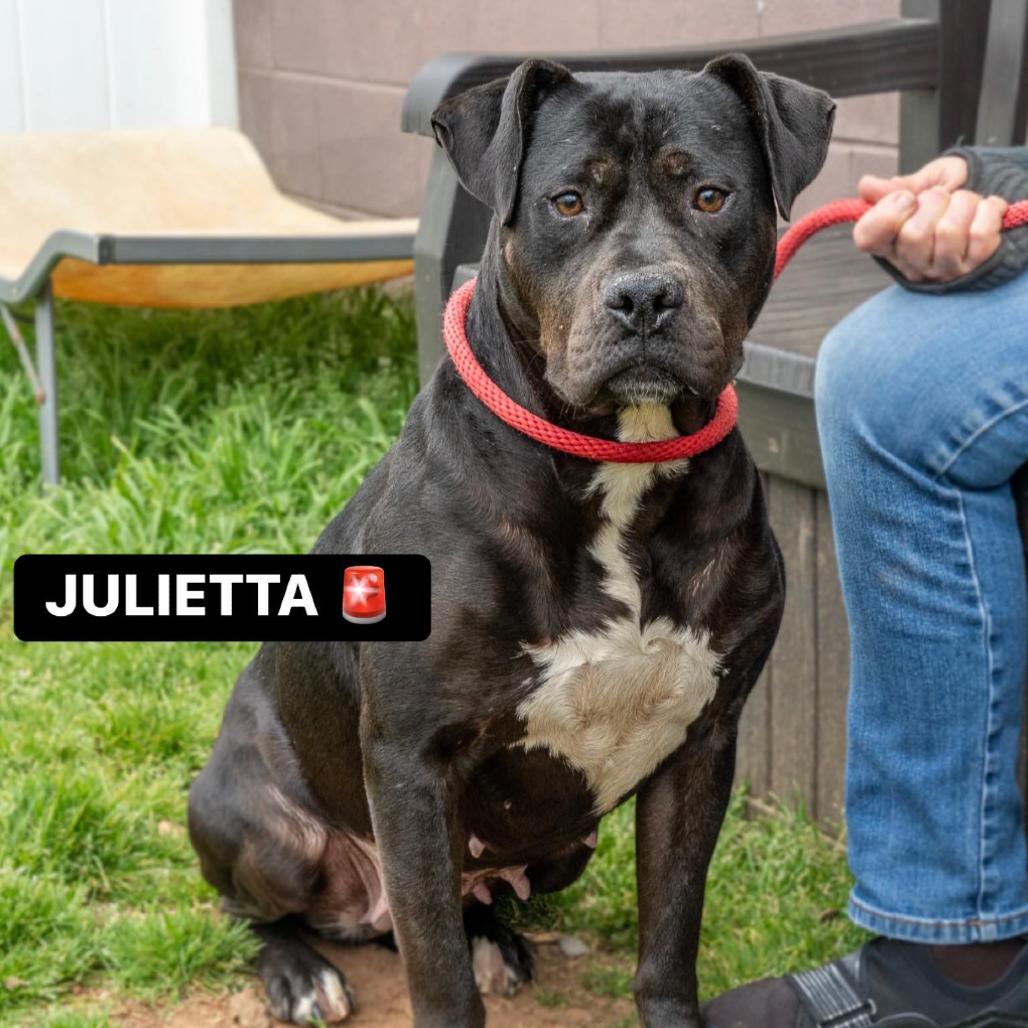 Julieta, a Adoptable Mixed Breed in Rossville, GA image 1/4
